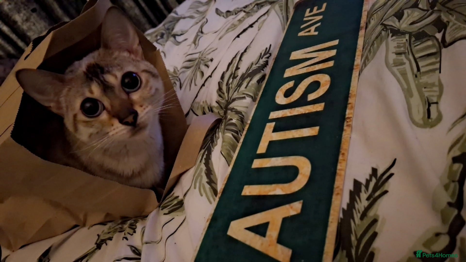 Bengal cats Diva  - Advert 6