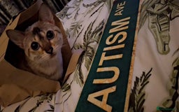 Bengal cats for sale: Diva  - Image 1