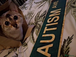 Bengal cats - Advert 4