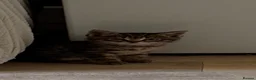 Mixed Breed cats for sale: 2 beautiful male kittens for sale in Basildon - Advert 6