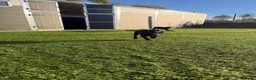 Springador dogs for sale: Springador Male pups - Advert 3