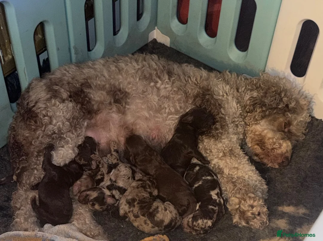 Labradoodle dogs for sale: Stunning Multigen Doodles - Advert 7