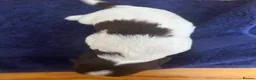 English Springer Spaniel dogs for sale: *One puppy left* KC English Springer Puppies - Advert 20