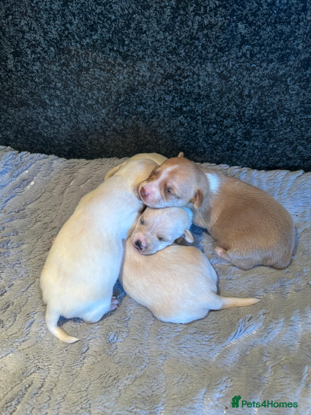 Chihuahua dogs for sale: Four beautiful chihuahua puppies  - Advert 3