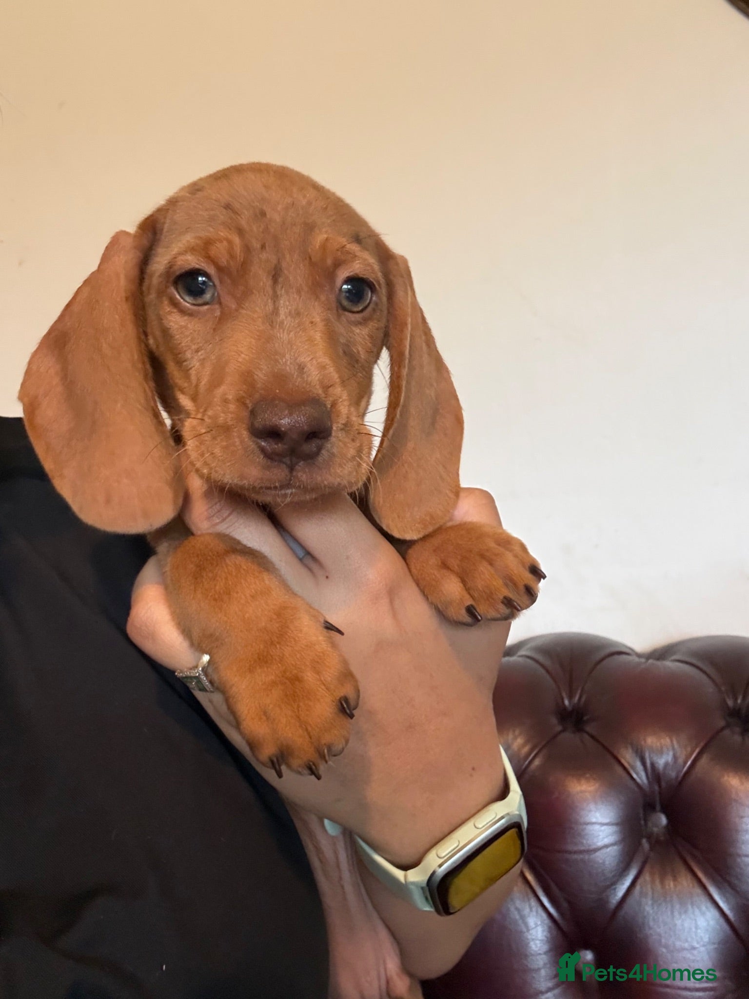 Dachshund dogs Available now - Dachshund Puppies - two boys left  - Advert 1