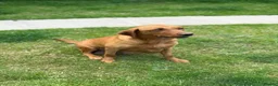 Labrador Retriever dogs for sale: Kc registered & fully health tested - Advert 9