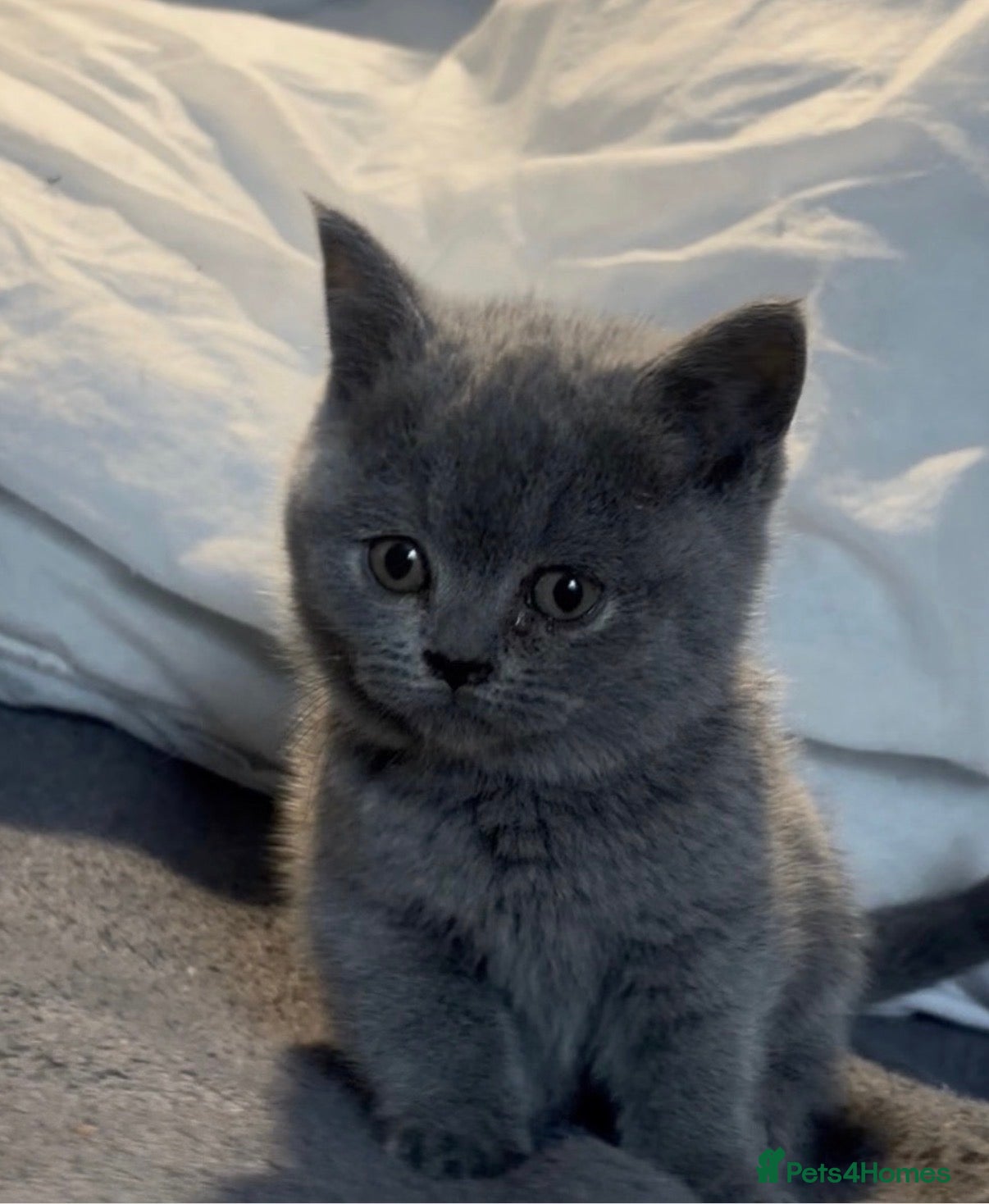 British Shorthair cats Gorgeous British shorthair kittens 🩷 - Advert 5