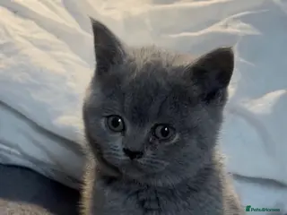 British Shorthair cats Gorgeous British shorthair kittens 🩷 - Advert 5