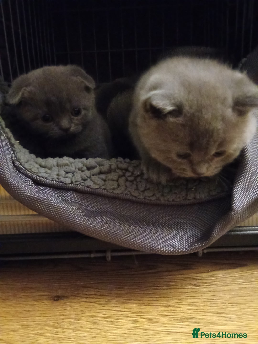 Scottish Fold cats for sale: Kittens - Advert 6