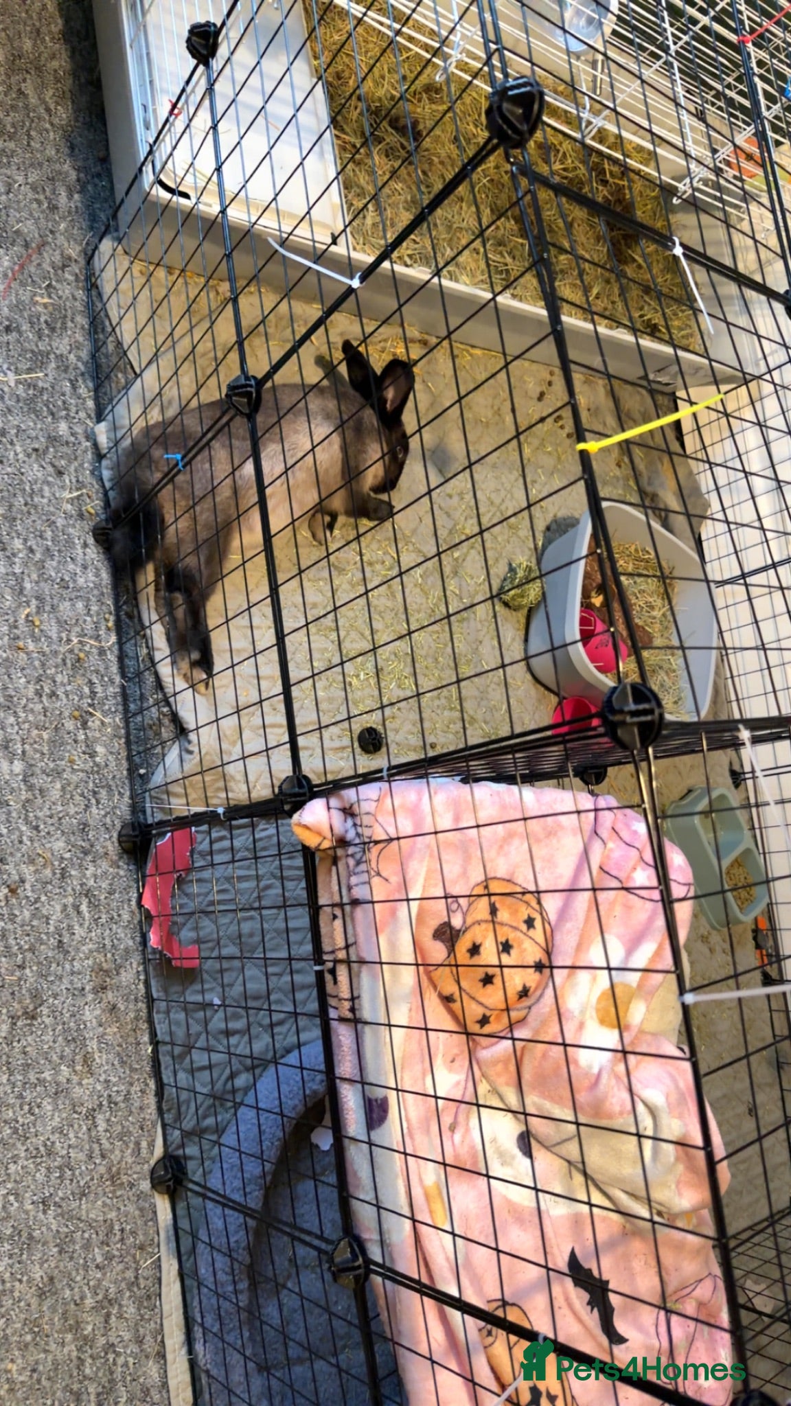 Mixed Breed rabbits Rabbit for sale  - Advert 4