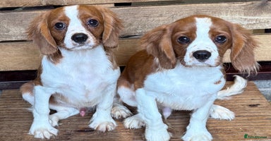 Cavalier King Charles Spaniel dogs in Stafford - Advert 11