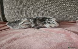Guinea Pig rodents for sale: 2 Male Guinea Pigs (Boars) - Image 3