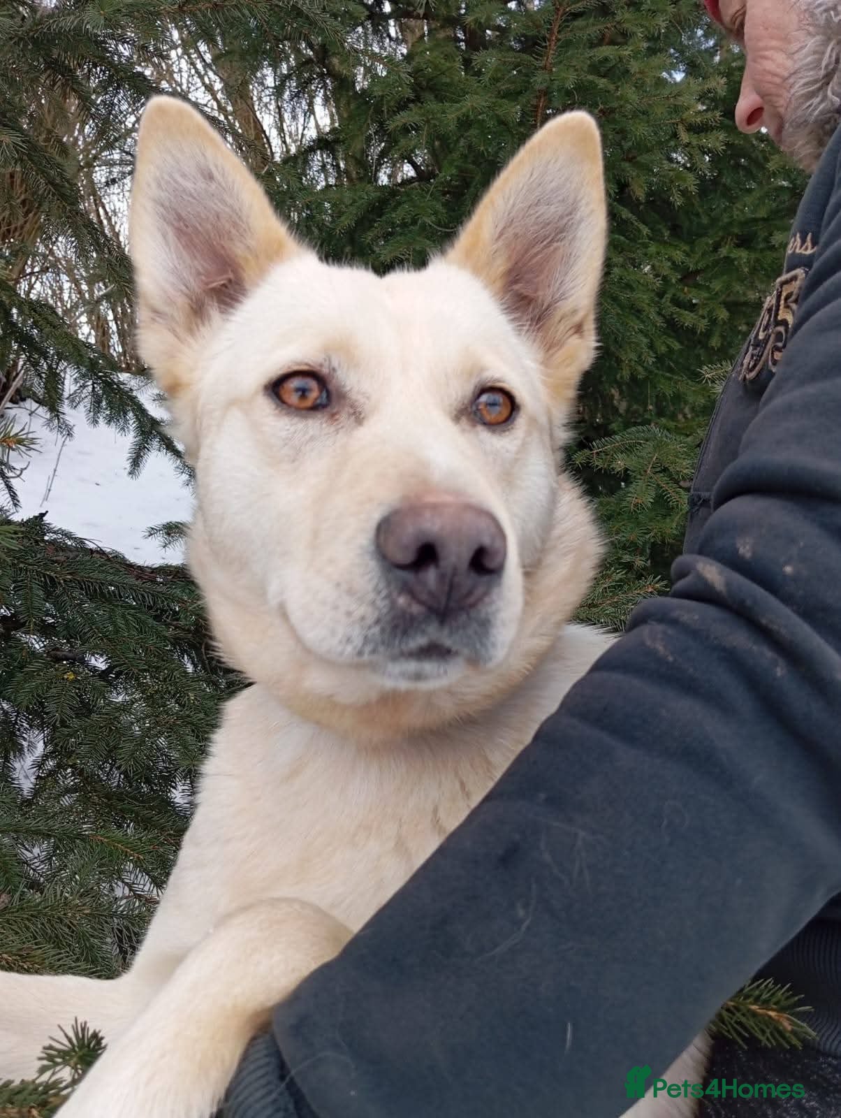 Mixed Breed dogs ❤️🐶 MILADY – PERFECT IN EVERY WAY - Advert 3