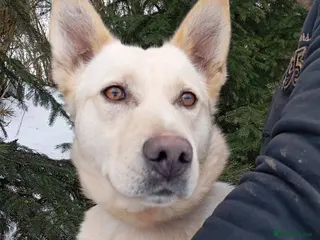 Mixed Breed dogs ❤️🐶 MILADY – PERFECT IN EVERY WAY - Advert 3