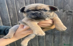 French Bulldog dogs for sale: Beautiful French bulldog puppies  - Image 3