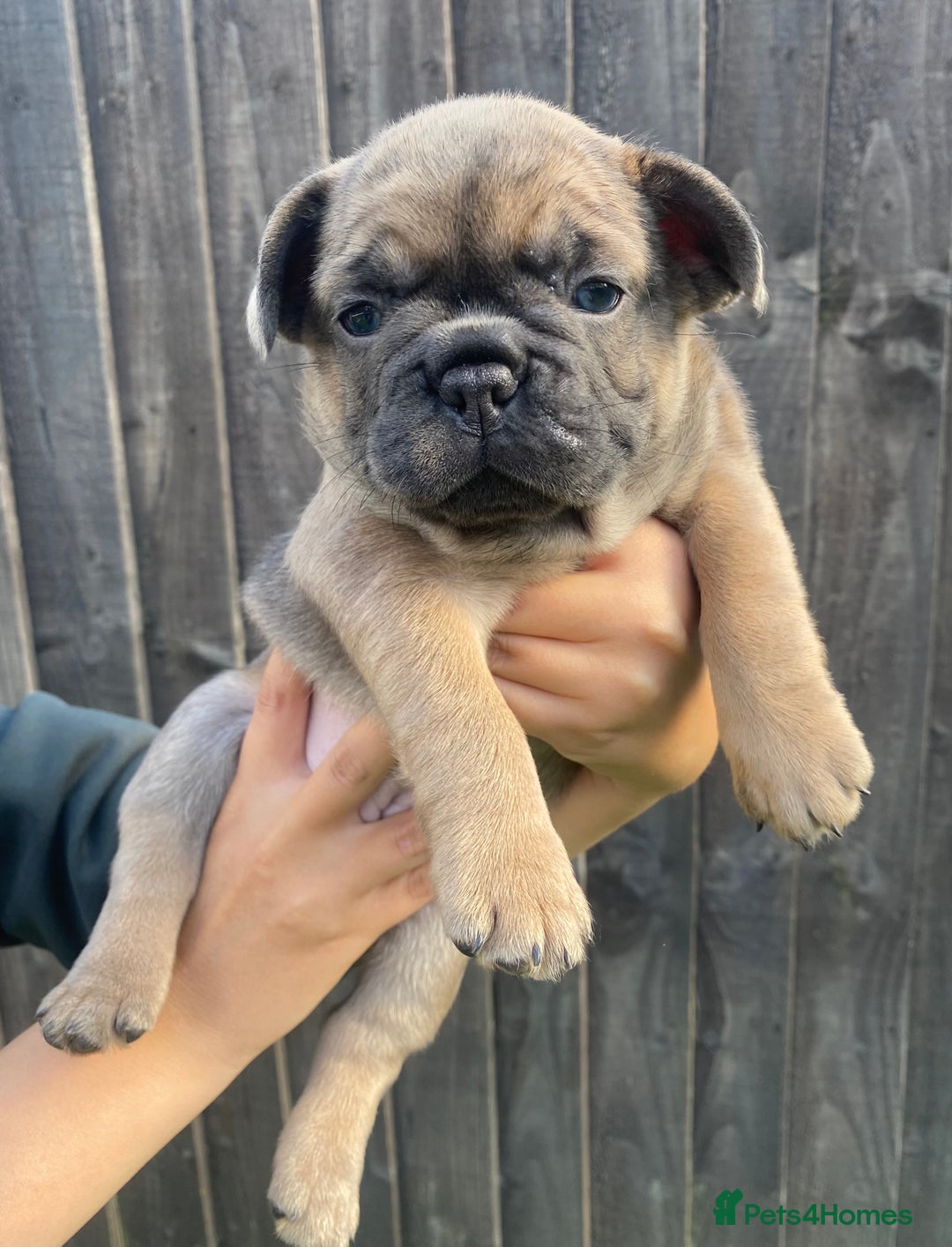 French Bulldog dogs for sale: Beautiful French bulldog puppies  - Image 3