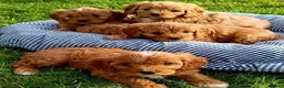 Cavapoo dogs for sale: Adorable F1 Cavapoo Puppies Available Now!!!!! - Advert 12