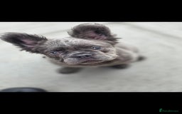 French Bulldog dogs for sale: Beautiful fluffy frenchie girl  - Image 2