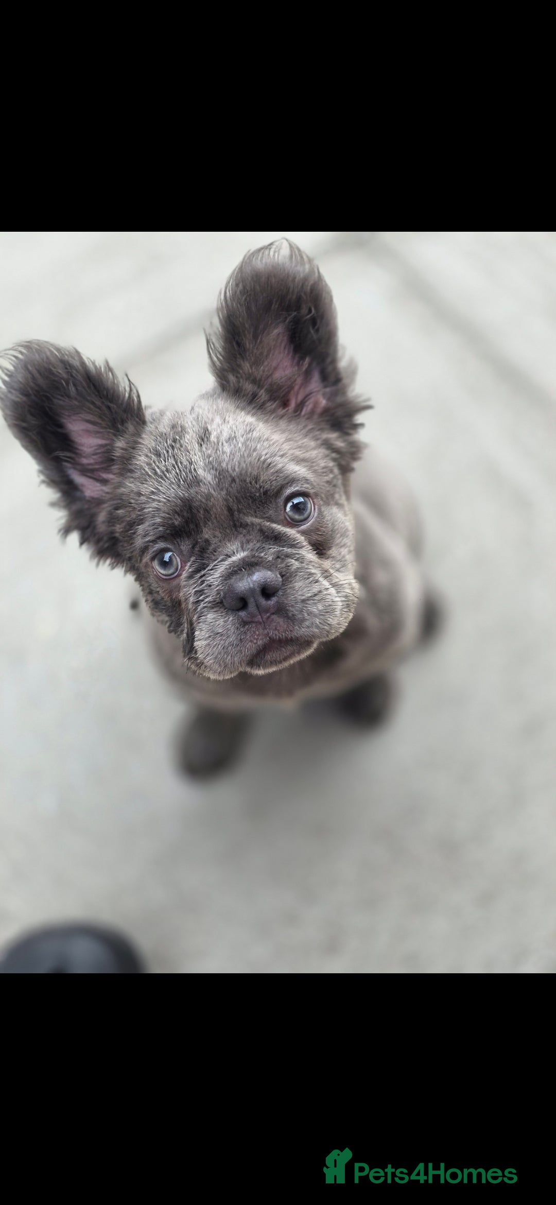 French Bulldog dogs for sale: Beautiful fluffy frenchie girl  - Image 2
