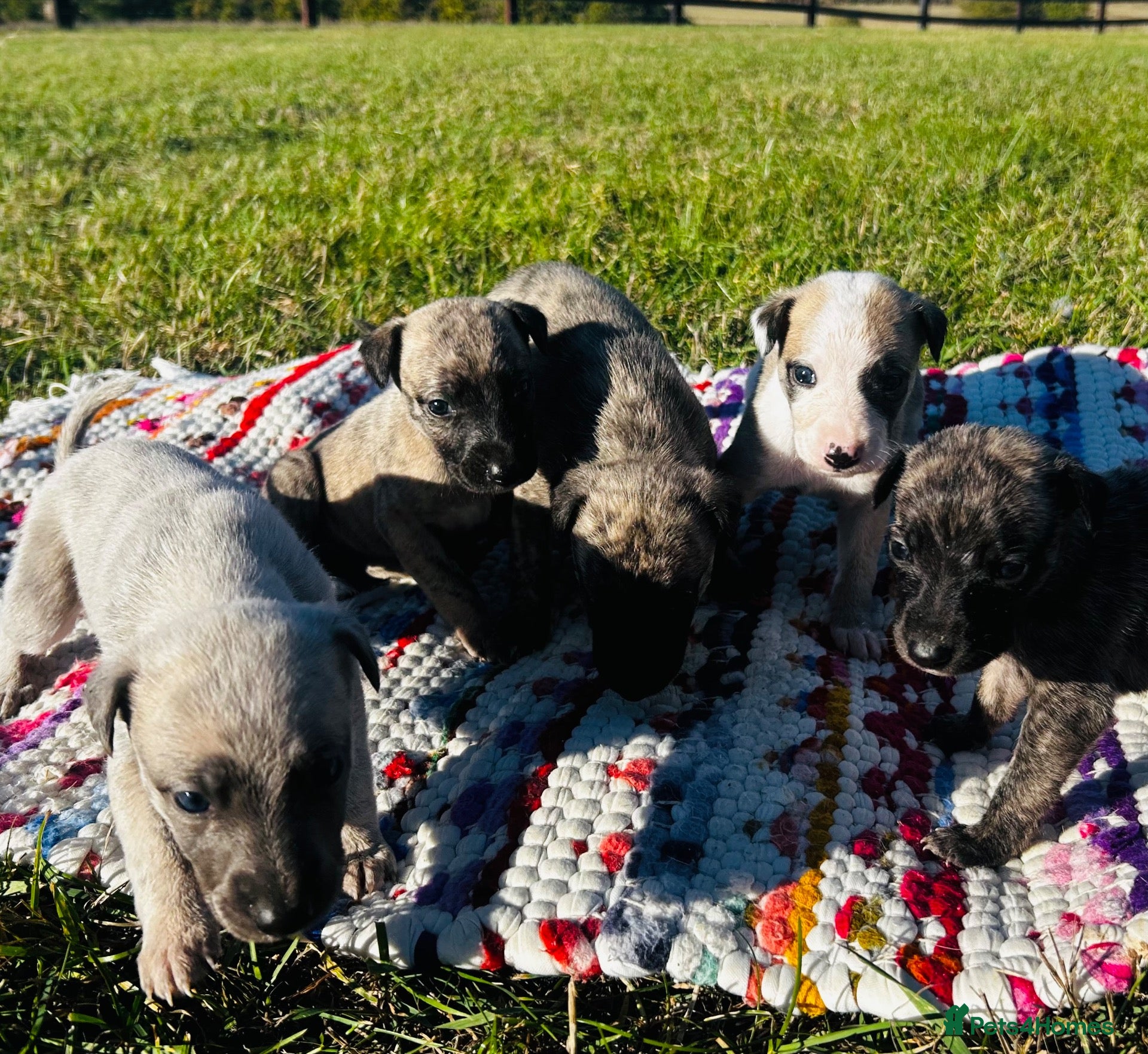 Whippet dogs for sale: Whippet Puppies  - Advert 14