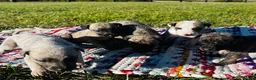 Whippet dogs for sale: Whippet Puppies  in Chipping Norton - Advert 1