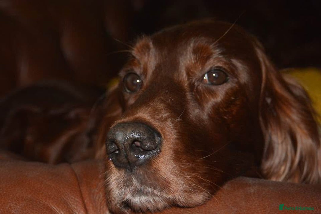 Irish Setter dogs for sale: Quality Irish setter puppies KC Registered - Advert 16