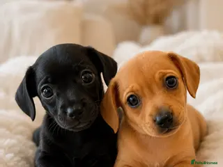 Chiweenie dogs 🐾 Beautiful Chiweenie puppies ready 04/09 - Advert 5