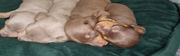 Dachshund dogs for sale: Miniature dachshund puppies  - Advert 12