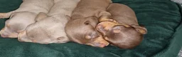 Dachshund dogs for sale: Miniature dachshund puppies ONLY 1 LEFT. - Advert 17