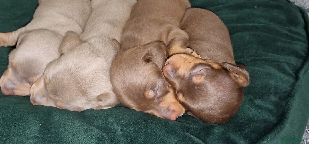 Dachshund dogs for sale: Miniature dachshund puppies ONLY 1 LEFT. - Advert 17