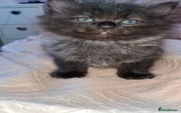 Persian cats for sale: Pershadoll’s 😍half Pershian half Ragdoll. - Image 6