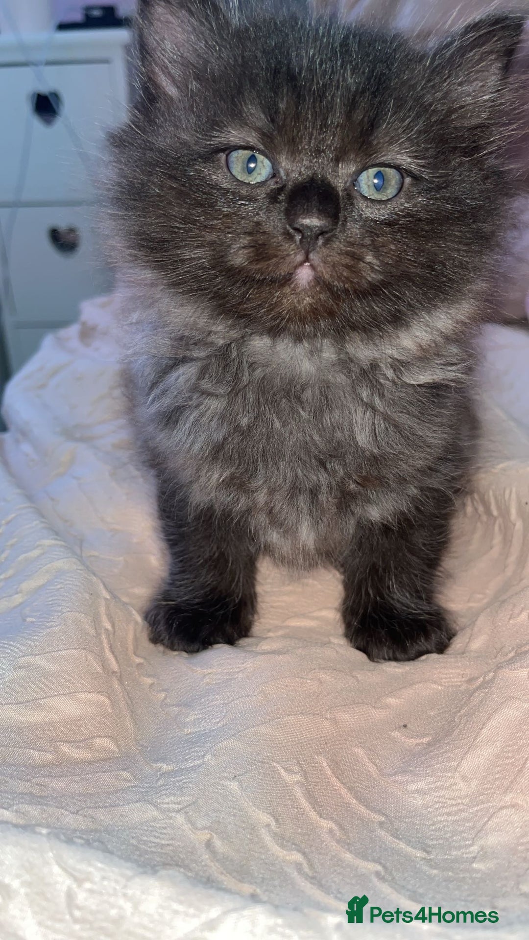 Persian cats for sale: Pershadoll’s 😍half Pershian half Ragdoll. - Image 6