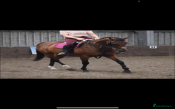 English Thoroughbred horses for sale: 15.3/4 16 year old tb mare  - Image 7