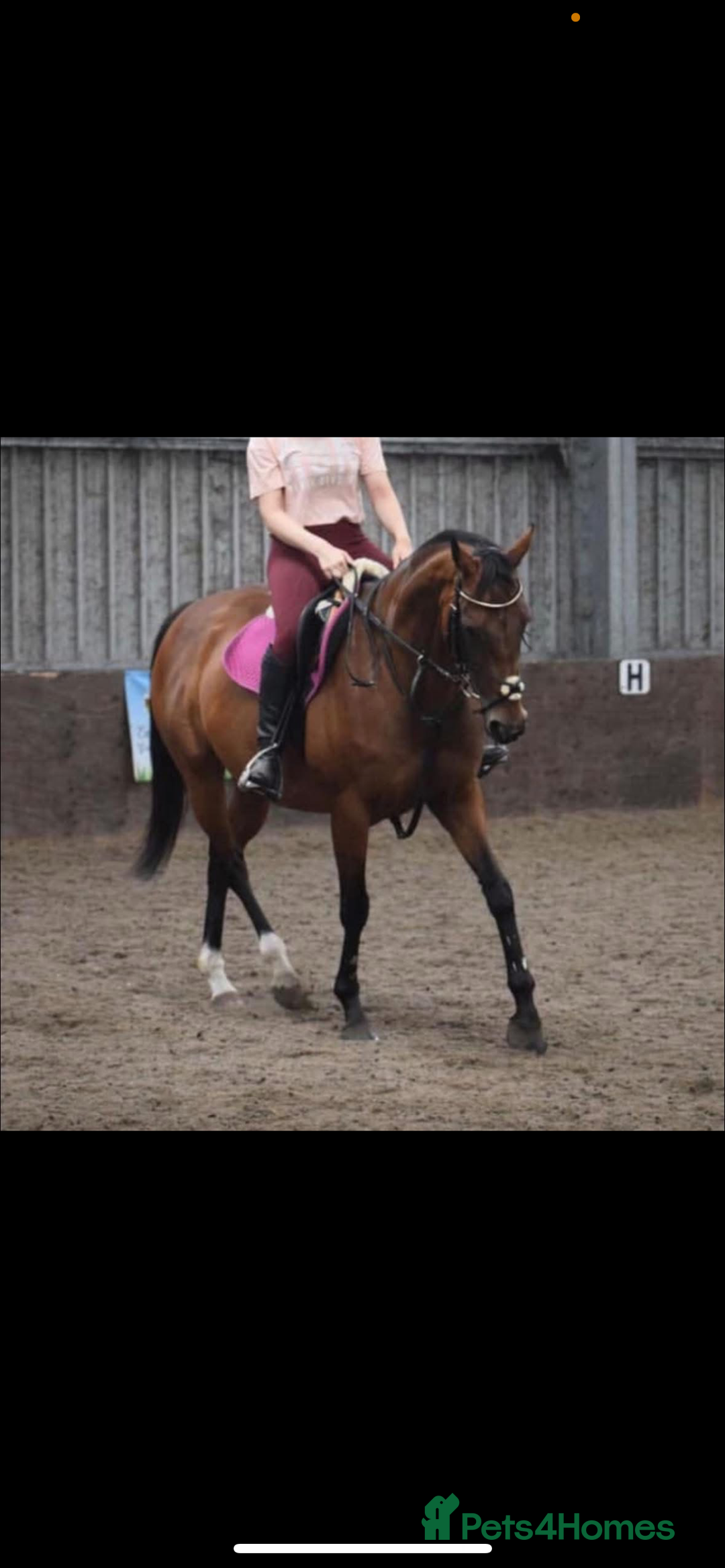 English Thoroughbred horses for sale: 15.3/4 16 year old tb mare  - Image 7