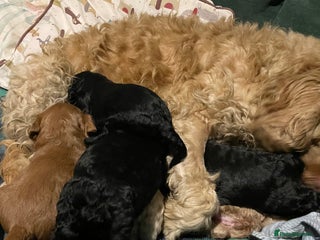 Cavapoo dogs - Advert 4