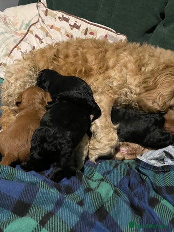 Cavapoo dogs - Advert 10