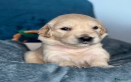 Golden Retriever dogs for sale: Gorgeous Golden Retriever Puppies - Image 3