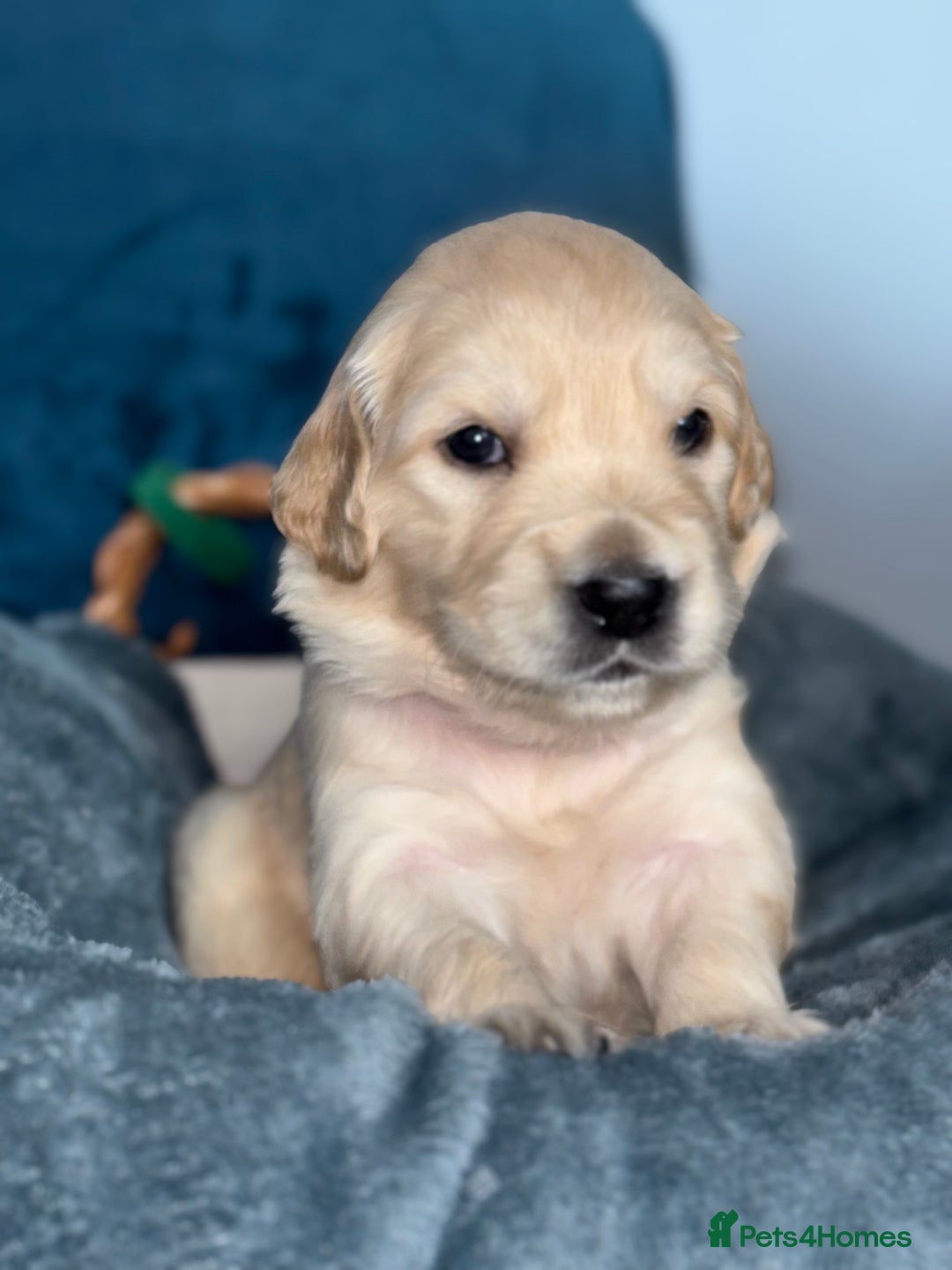 Golden Retriever dogs for sale: Gorgeous Golden Retriever Puppies - Image 3