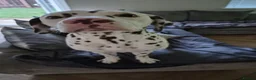 Dalmatian dogs for sale: Oscar 19 Month - Advert 2
