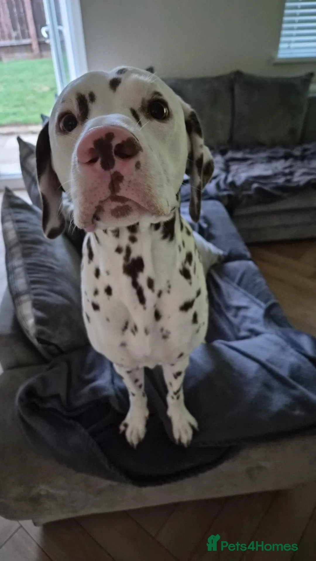 Dalmatian dogs for sale: Oscar 19 Month - Advert 2