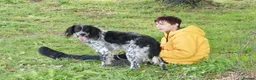 English Setter dogs for adoption: Moro  in Frinton-on-Sea - Advert 3