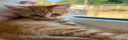 Mixed Breed cats for sale: 1/4 Bengal Fluffy Ginger Male Kitten - Advert 16