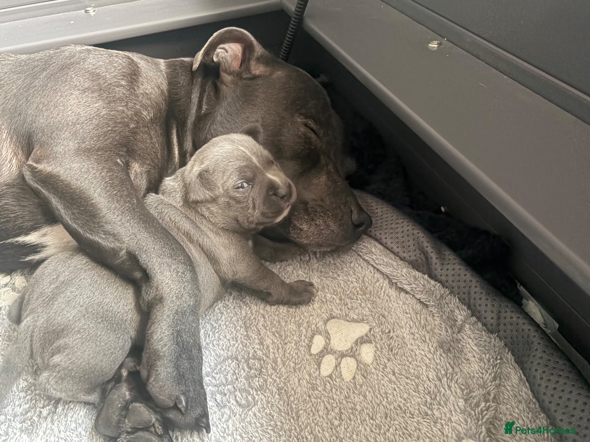 Staffordshire Bull Terrier dogs Beautiful KC Staffordshire Bull Terrier Puppy - Advert 1