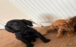 Cocker Spaniel dogs for sale: Beautiful cocker spaniels now ready - Image 8