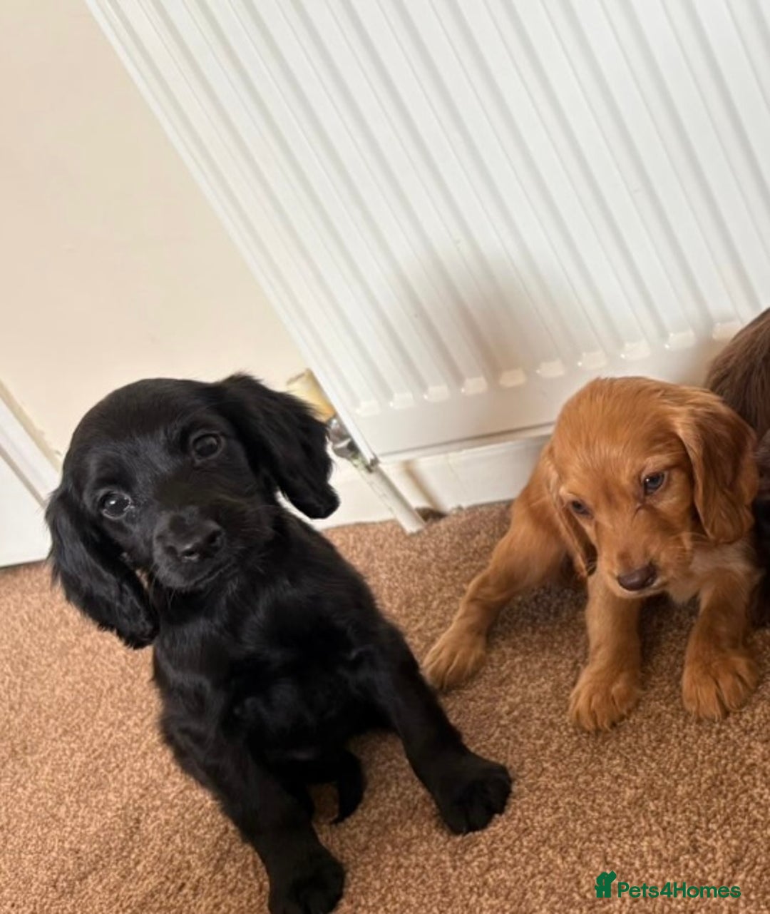 Cocker Spaniel dogs for sale: Beautiful cocker spaniels now ready - Image 8