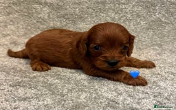 Cavapoo dogs for sale: Fully health tested Cavapoo pups🐶🎅 **   - Advert 9