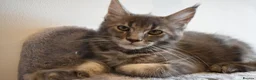 Maine Coon cats for sale: READY FOR COLLECTION  TICA registered kittens - Advert 9