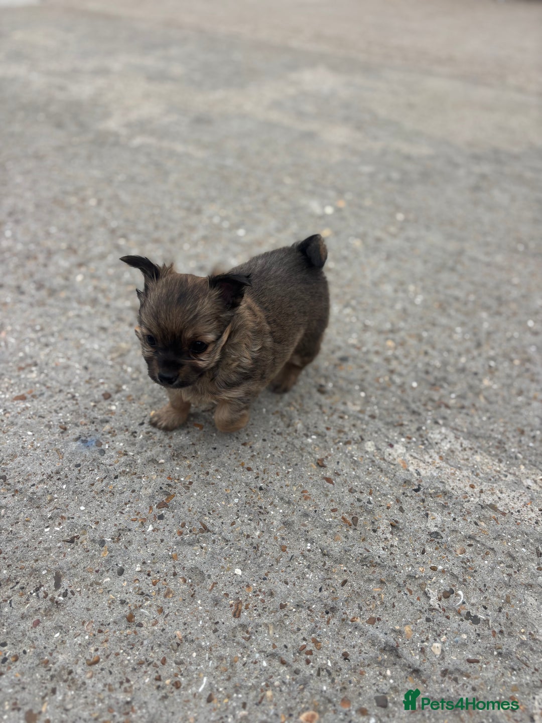 Chihuahua dogs for sale: Long hair Chihuahua boy  - Image 3