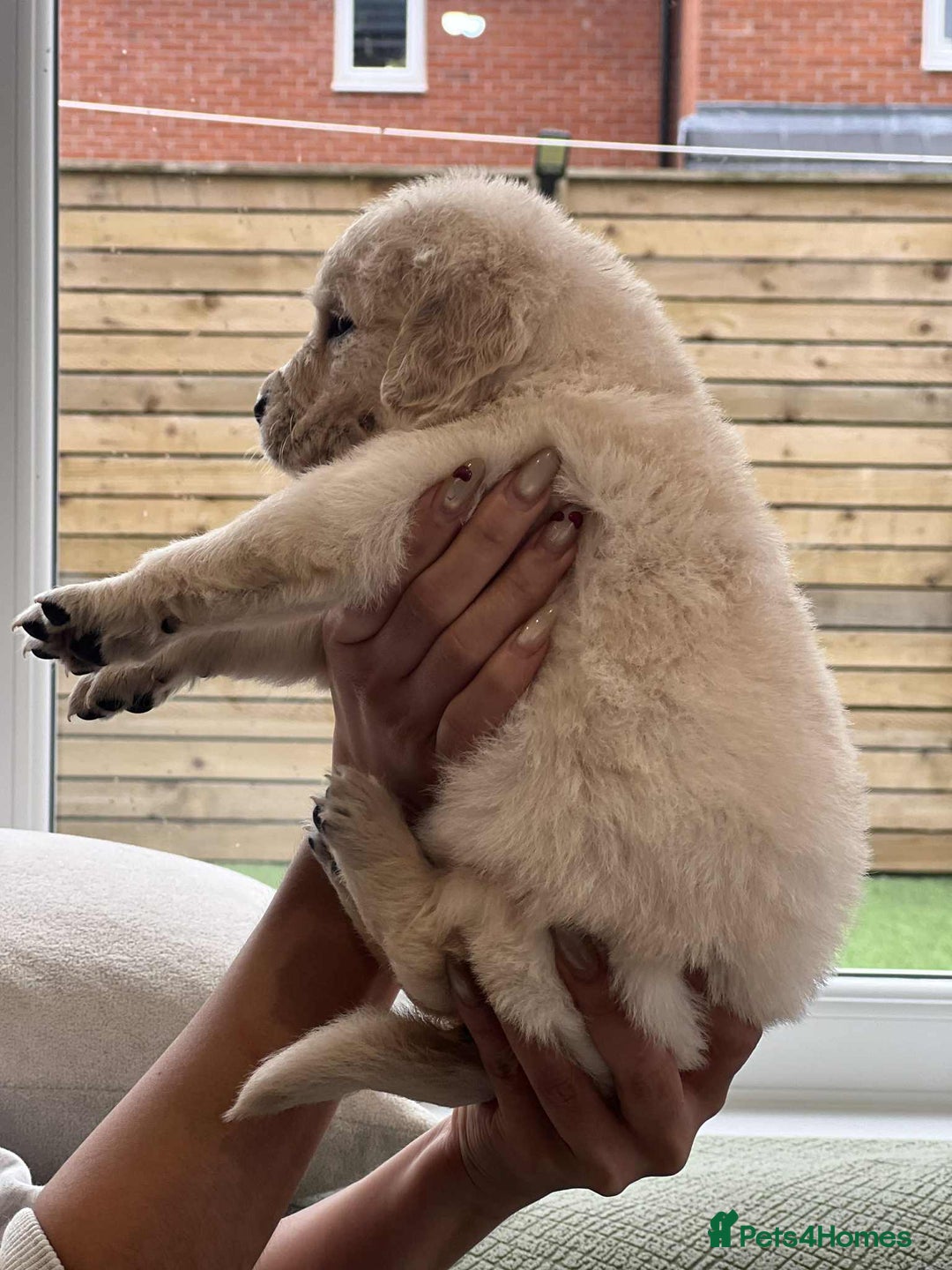 Golden Retriever dogs for sale: Golden Retriever Puppies. Health tested parents. - Image 10