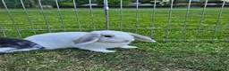 Mini Lop rabbits for sale: Gorgoeus mini lop baby rabbits - Advert 3